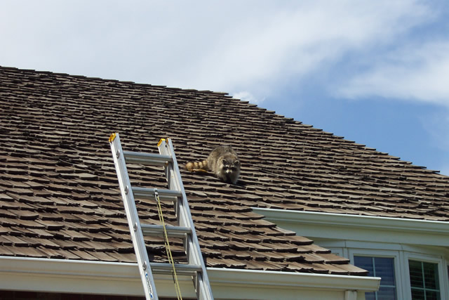 Allstate Animal Control getting rod of a rooftop raccoon